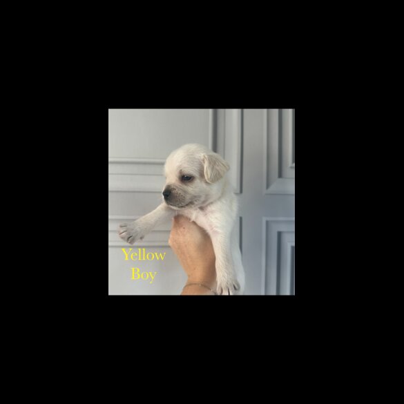 French Bulldog - Both
