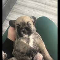 French Bulldog - Both