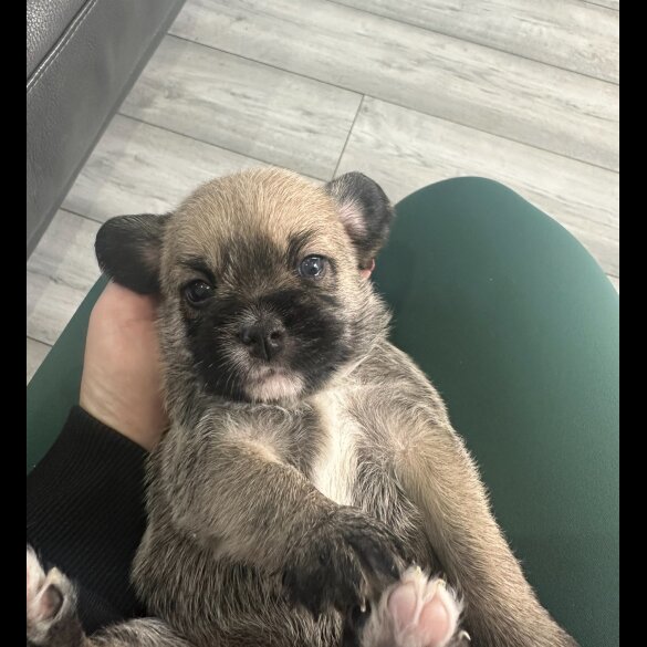 French Bulldog - Both