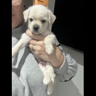 French Bulldog - Both