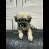 French Bulldog - Both