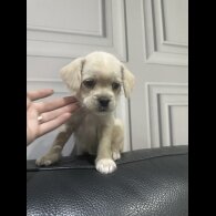 French Bulldog - Both