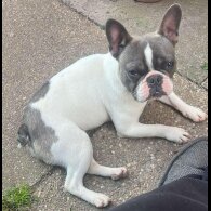 French Bulldog