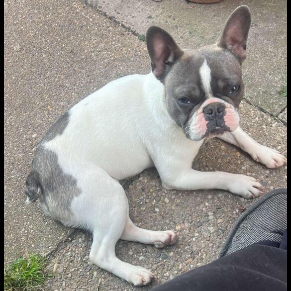 French Bulldog