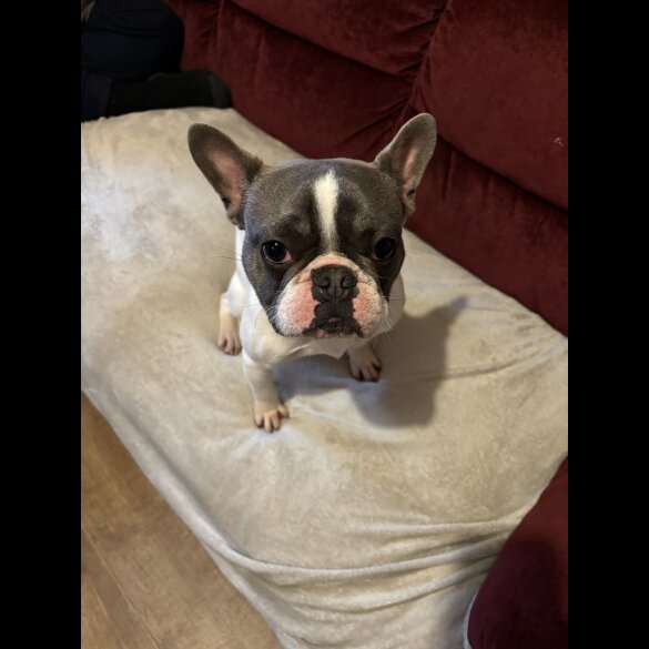 French Bulldog