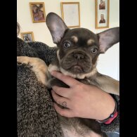French Bulldog - Both