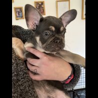 French Bulldog - Both
