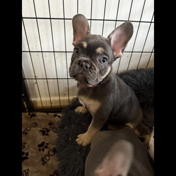 French Bulldog - Both