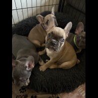 French Bulldog - Both