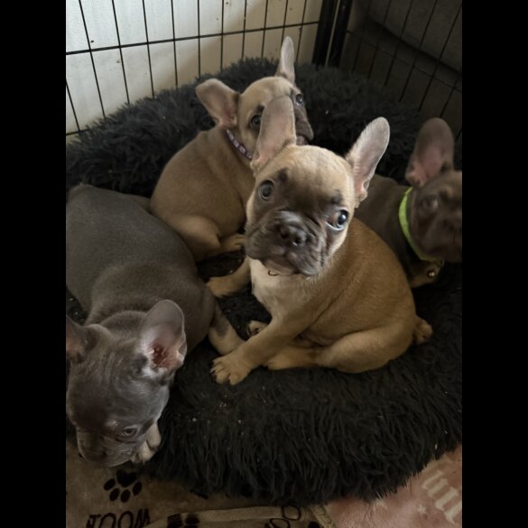 French Bulldog - Both