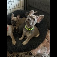 French Bulldog - Both