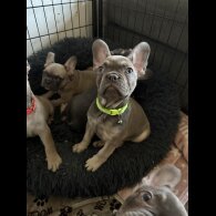 French Bulldog - Both
