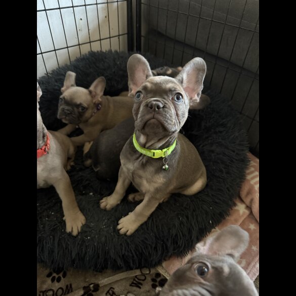 French Bulldog - Both