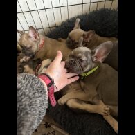 French Bulldog - Both