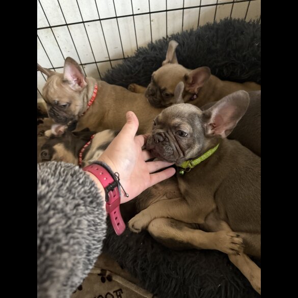 French Bulldog - Both