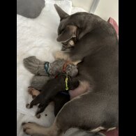 French Bulldog - Dogs