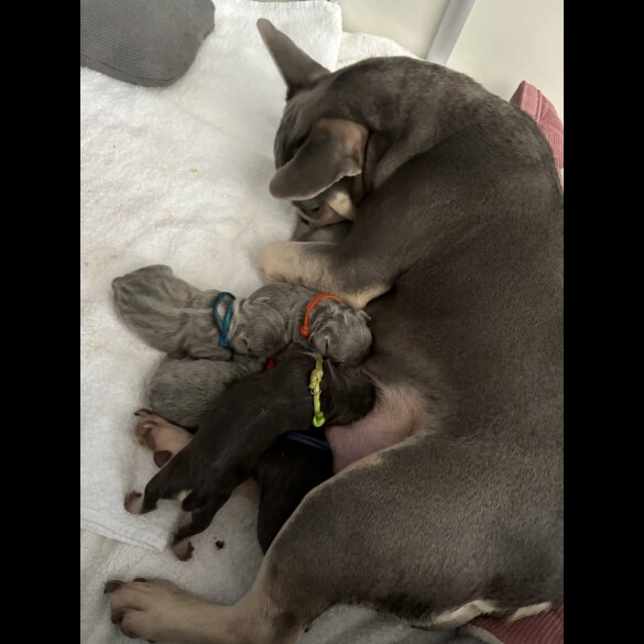 French Bulldog - Dogs