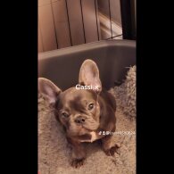 French Bulldog - Both