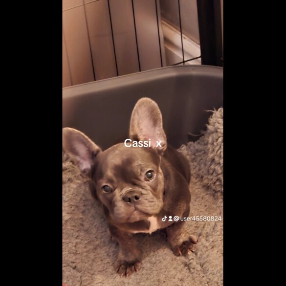 French Bulldog - Both