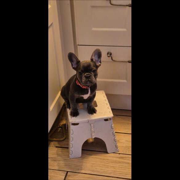 French Bulldog - Both
