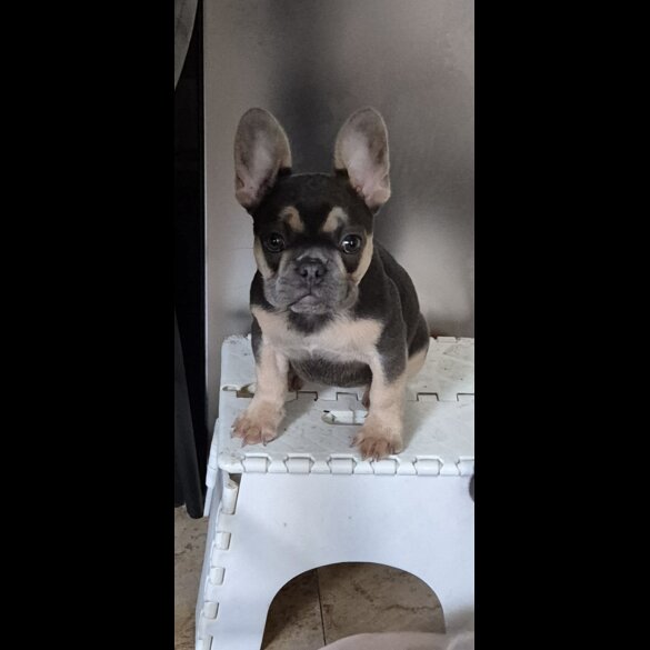 French Bulldog - Both