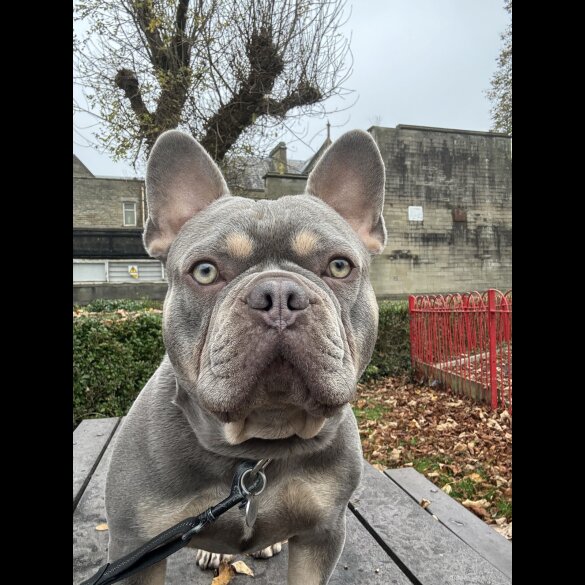 French Bulldog