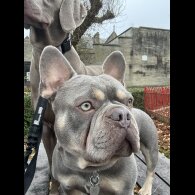 French Bulldog