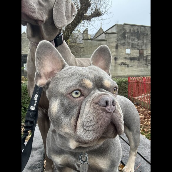French Bulldog