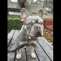 French Bulldog