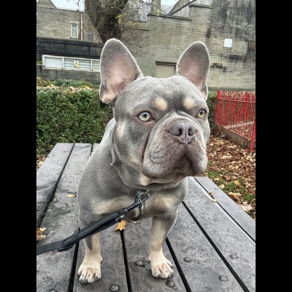 French Bulldog