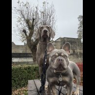 French Bulldog