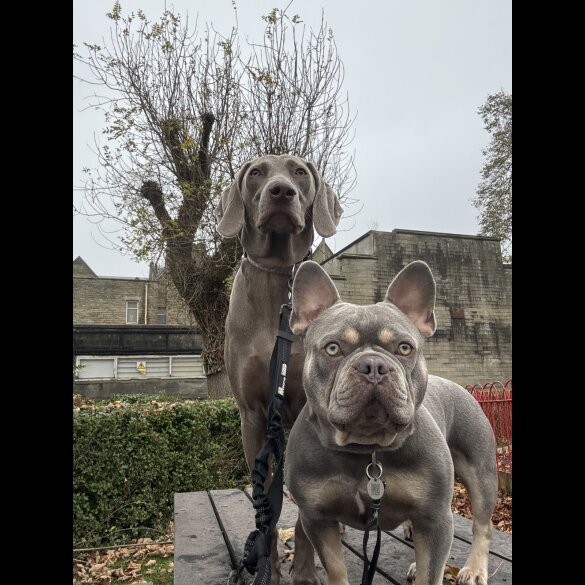 French Bulldog