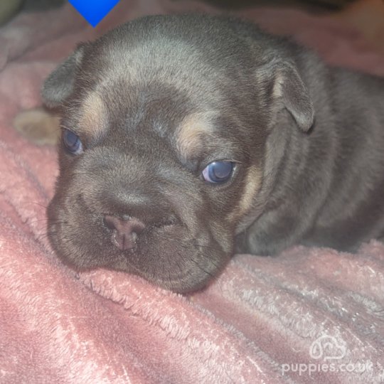 French Bulldog - Both