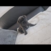 French Bulldog - Dogs