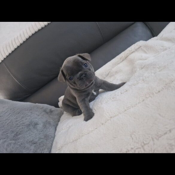 French Bulldog - Dogs
