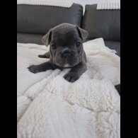 French Bulldog - Dogs