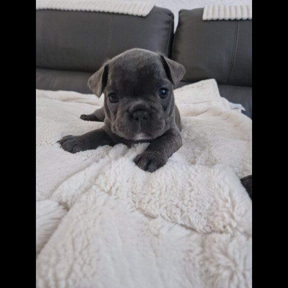 French Bulldog - Dogs