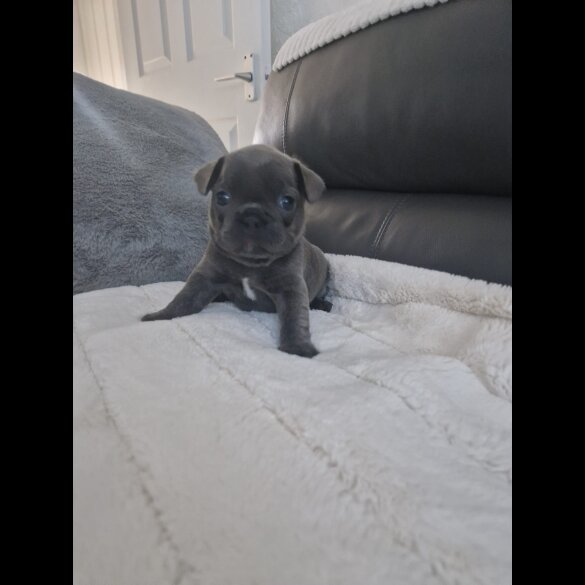 French Bulldog - Dogs