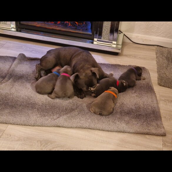 French Bulldog - Dogs