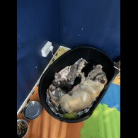 French Bulldog - Both