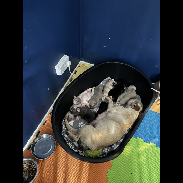 French Bulldog - Both