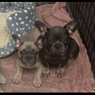 French Bulldog - Dogs