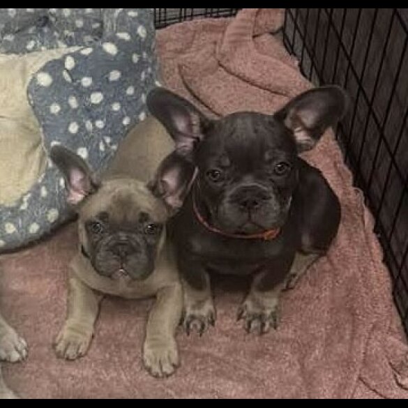 French Bulldog - Dogs