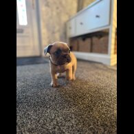 French Bulldog - Dogs