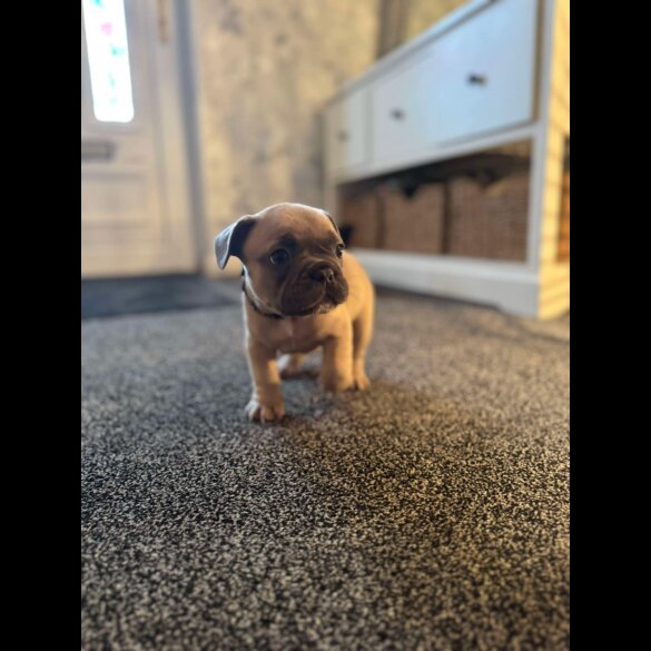 French Bulldog - Dogs