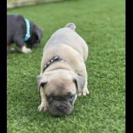French Bulldog - Dogs