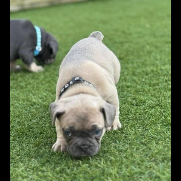 French Bulldog - Dogs