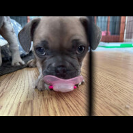 French Bulldog - Dogs