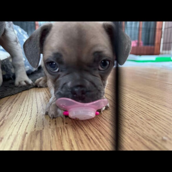 French Bulldog - Dogs