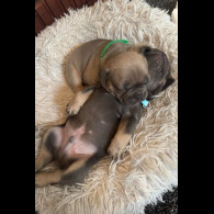 French Bulldog - Dogs